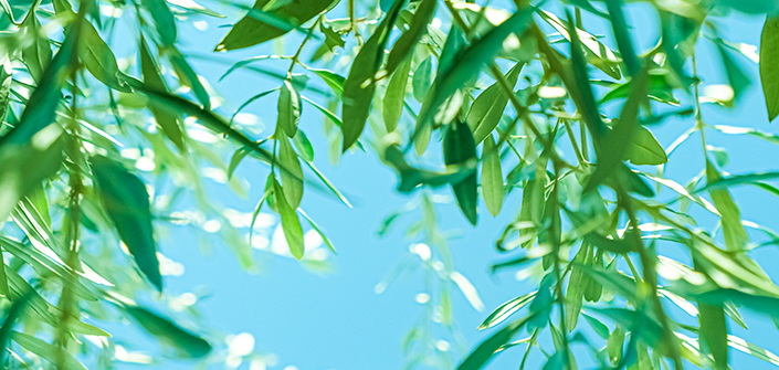Os colaboradores da UNEATLANTICO estudam os efeitos fitoquímicos das folhas de oliveira e seu impacto na saúde