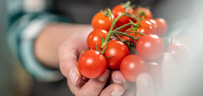 Um estudo da UNEATLANTICO sobre a prevenção de fungos em tomates cherri