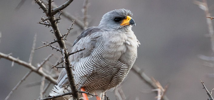 Pesquisador da UNEATLANTICO propõe nova metodologia para classificação de espécies de aves